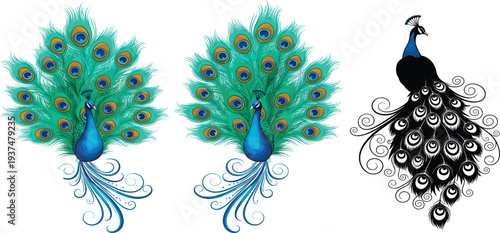 Decorative Peacock Vector Illustration Set with Vibrant Feather Display and Elegant Black Silhouette Design Collection