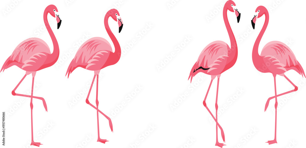 Obraz premium Pink Flamingo Vector Set with Multiple Standing and Feeding Poses Tropical Exotic Bird Illustration Collection