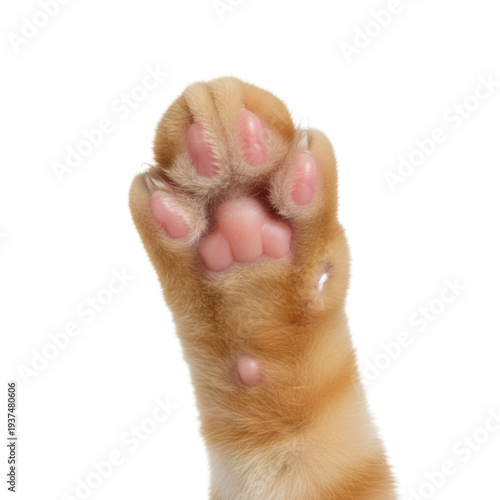 Isolated forepaw of a young ginger tabby cat, pristine pink toe beans visible on the underside, hyper-detailed macro photograph against a stark white background, commercial study of feline anatomy