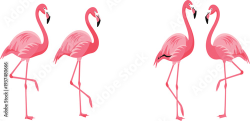 Pink Flamingo Vector Set with Multiple Standing and Feeding Poses Tropical Exotic Bird Illustration Collection
