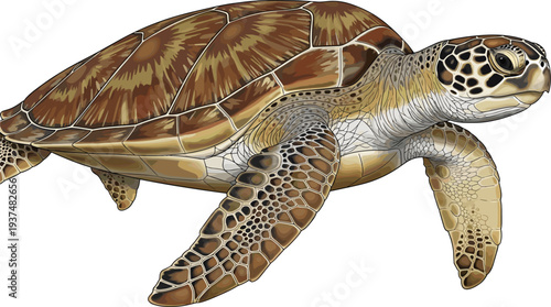 Detailed vector illustration of a green sea turtle swimming with realistic shell patterns and flipper textures isolated on a white background for marine life concepts.