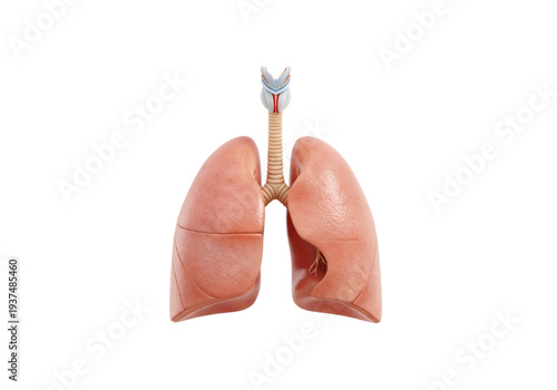 Human lungs and trachea anatomical pink png on transparent background