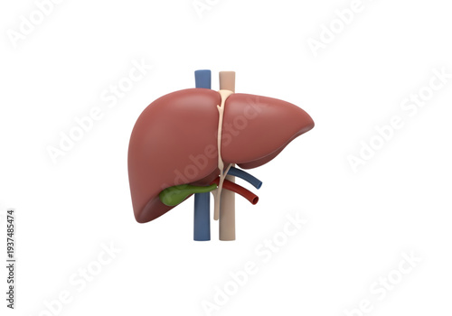 Human liver with gallbladder anatomical model png on transparent background
