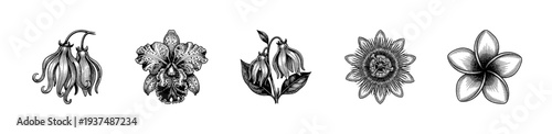 Set of botanical sketches featuring tropical flowers in a detailed black and white vintage engraving style