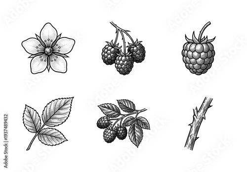 Black and white botanical engraving set featuring raspberry fruit clusters, blooming flowers, textured leaves, and thorny stems