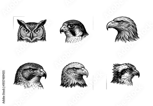 Set of six predatory bird heads in vintage woodcut engraving style featuring owl, hawk, eagle, and falcon illustrations.
