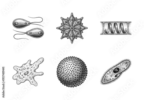 Vintage engraving style collection of microscopic organisms and protozoa including amoeba paramecium and algae