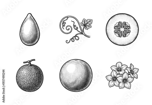 Vintage engraving style melon botanical set featuring whole fruit, cross section, seeds, leaves, and flowers on a white background.