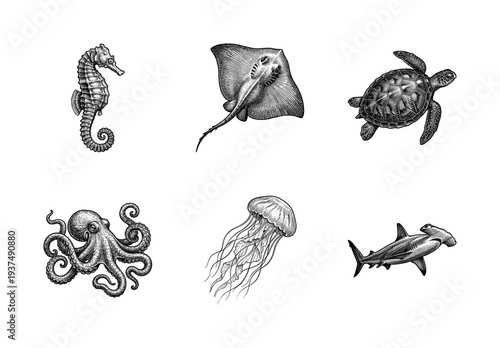 Vintage engraving style collection of sea creatures featuring seahorse stingray turtle octopus jellyfish and hammerhead shark