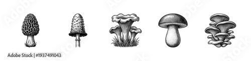 Vintage etching style mushroom collection featuring morel chanterelle porcini and oyster varieties in black ink line art