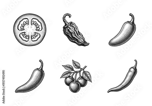 Set of hand drawn chili peppers and tomato slice in vintage engraving style