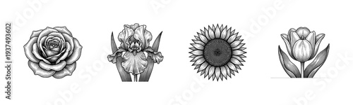 A collection of four vintage hand drawn botanical flower illustrations featuring a rose, iris, sunflower, and tulip in a detailed black and white engraving style.