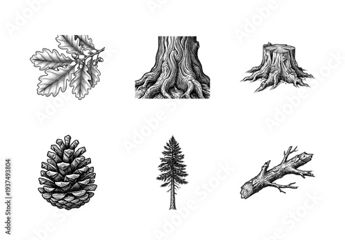 Vintage engraving set of wood and forestry elements featuring oak leaves, tree roots, stump, pine cone, evergreen tree, and fallen log in a classic woodcut style.