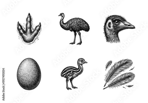 Vintage engraving collection of emu bird anatomy featuring adult emu, chick, large egg, feathers, and three-toed footprint in detailed woodcut style.