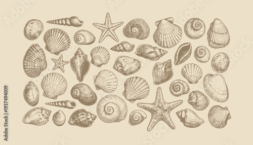 Vintage style illustration of assorted seashells and starfish collection.