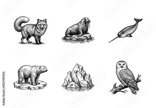 Arctic wildlife collection featuring hand drawn vintage engravings of polar bear walrus narwhal snowy owl arctic fox and iceberg
