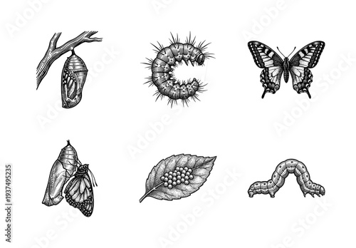Vintage engraving of the butterfly life cycle featuring eggs on a leaf, caterpillars, chrysalis, and adult swallowtail butterfly in detailed woodcut style.
