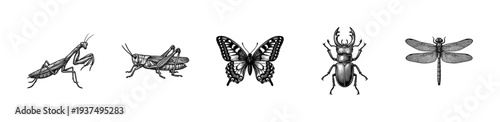 Set of vintage engraved insect illustrations including praying mantis, grasshopper, butterfly, stag beetle, and dragonfly in black ink style.
