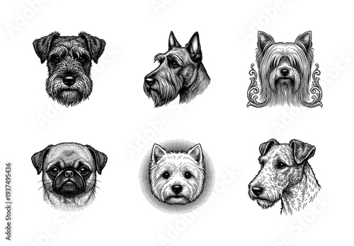 Set of vintage dog breed portraits in detailed woodcut and engraving style featuring terrier and pug heads