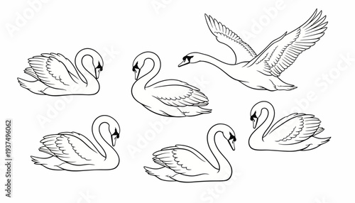 Set of six swans in various poses, flying and swimming.