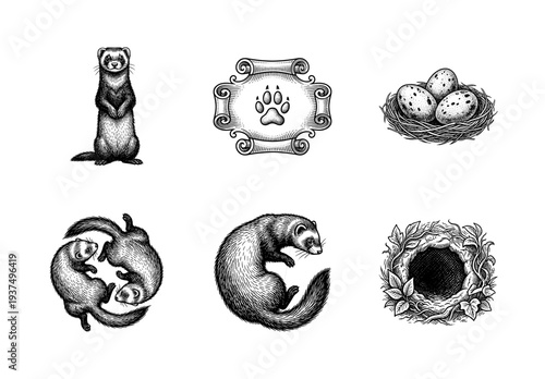 Vintage woodcut style illustration set featuring ferrets in various poses along with a paw print crest bird nest with eggs and a forest burrow