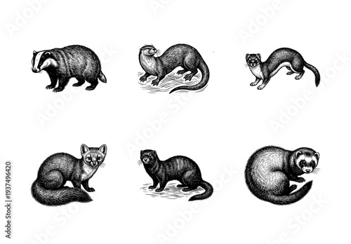 Vintage engraving collection of mustelid wildlife including badger otter ferret and marten in detailed black and white etching style