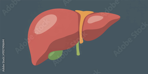 Illustration of a human liver with gallbladder and bile ducts