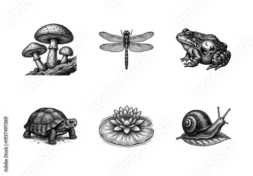 Set of vintage nature illustrations featuring a mushroom group, dragonfly, frog with landscape detail, tortoise, water lily, and snail in a woodcut engraving style.