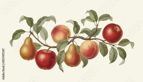 Vibrant illustration of ripe pears on a branch with green leaves.