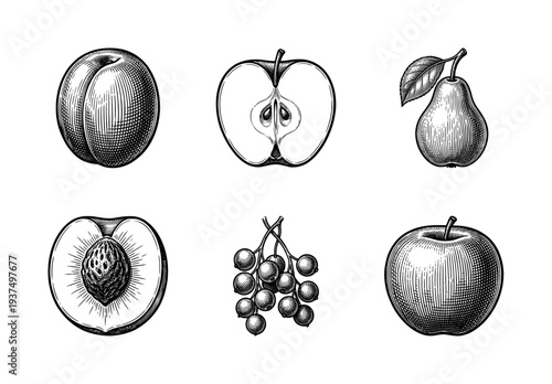 Vintage fruit engraving collection featuring apple and peach cross sections with pear and berries in a hand drawn woodcut style