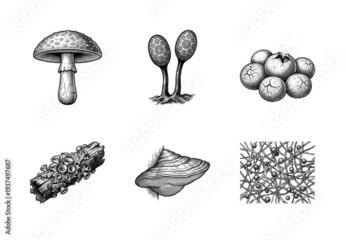 Vintage engraving style mushroom and fungi collection featuring botanical illustrations of various species including agaric puffball and bracket fungus