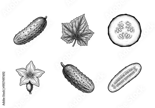 Cucumber botanical set with whole fruit, leaf, flower, and sliced sections in a vintage engraved line art style