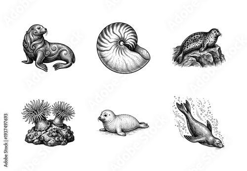 Vintage engraving style collection of marine life featuring seals sea lions nautilus shell and sea anemones on a white background