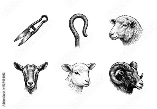 Vintage engraving style collection of sheep livestock and shepherd tools including ram ewe goat lamb shears and wooden crook