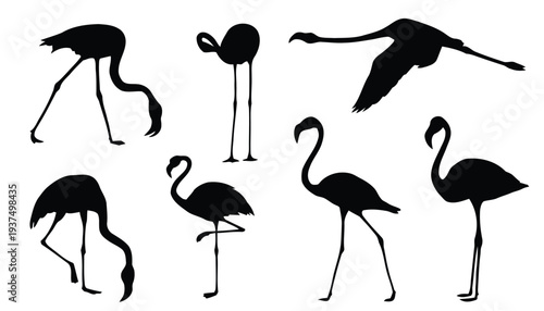 Silhouettes of flamingos in various poses standing flying and feeding on white background
