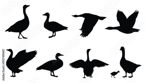 Silhouettes of geese in various poses, including flying, standing, and with wings spread