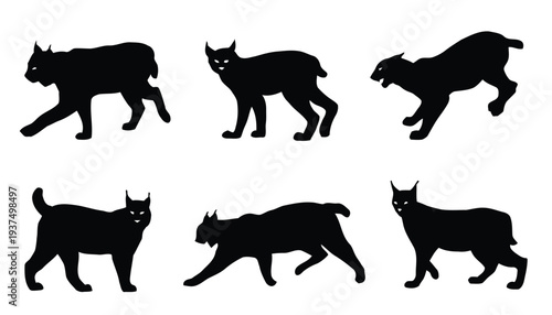 Silhouettes of lynx cats in various poses walking and standing on white background