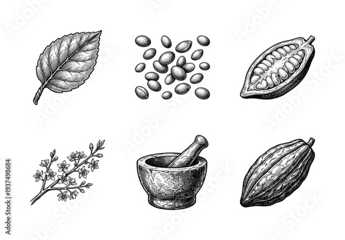 Vintage engraving of cocoa tree elements including beans, pods, leaves, flowers, and a traditional stone mortar and pestle