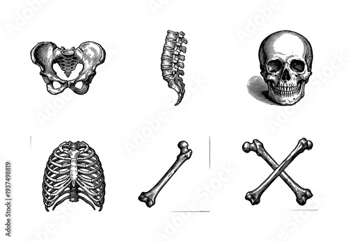Vintage anatomical engraving set featuring human skull, pelvis, spine, rib cage, and femur bones in a detailed black and white woodcut style.