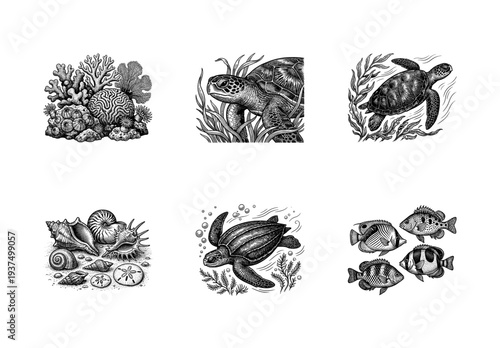 Vintage style woodcut illustrations of marine life including sea turtles, coral reefs, tropical fish, and seashells in black and white ink