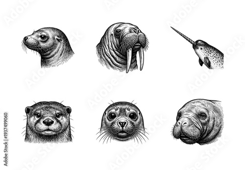 Vintage engraving set of marine mammals including seal walrus narwhal otter and manatee heads in black and white etching style.