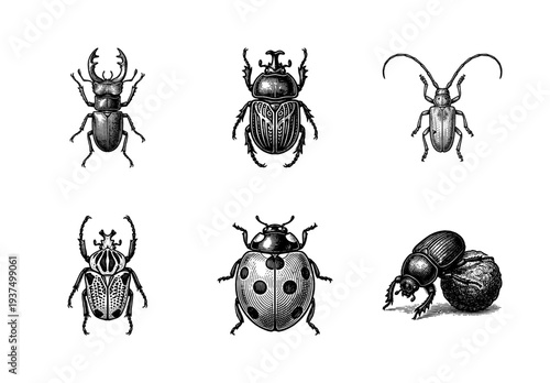 Vintage engraving of various beetle species including stag beetle, ladybug, and scarab in a detailed woodcut style