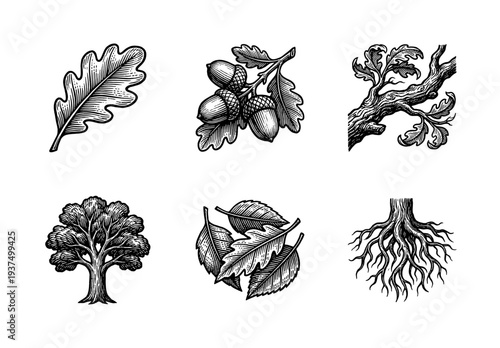 Vintage oak tree woodcut collection featuring acorns, lobed leaves, textured bark branch, full silhouette, and underground root system in a classic engraved style.