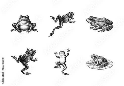 Set of vintage woodcut style frog illustrations showing various poses including jumping sitting and swimming in a classic black and white engraving aesthetic