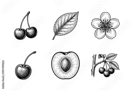 Vintage engraving of cherry fruit collection featuring whole berries, sliced pit, leaf, blossom, and branch in black and white botanical style