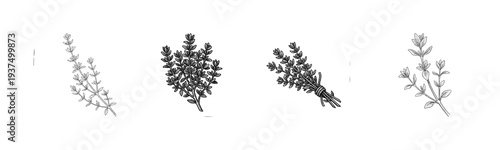 Set of four vintage thyme sprigs and bundles in black and white botanical line art style