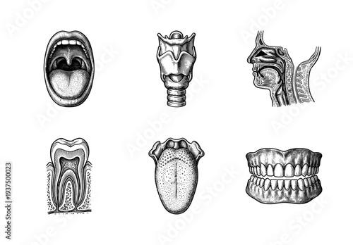 Vintage style engraving collection of human anatomy featuring the mouth throat respiratory system teeth and tongue in black and white line art