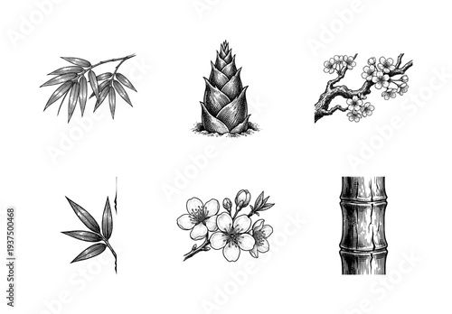 Vintage style botanical illustrations of bamboo stalks and leaves with cherry blossom branches and shoots in a detailed woodcut engraving style