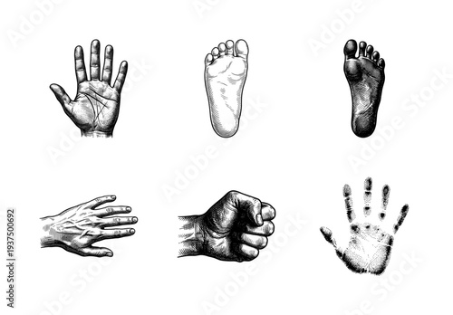 Vintage engraving set of human hands and feet featuring palm, fist, open hand, and footprints in a detailed woodcut etching style
