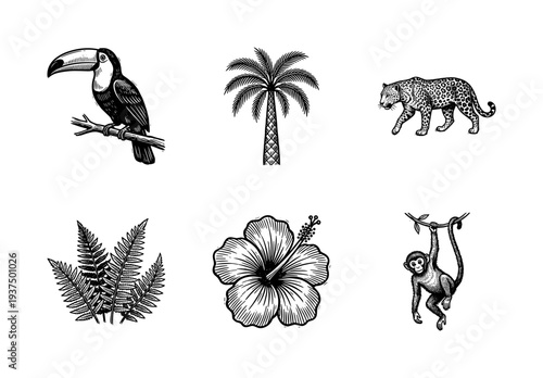 Collection of tropical rainforest flora and fauna icons in vintage black and white woodcut engraving style
